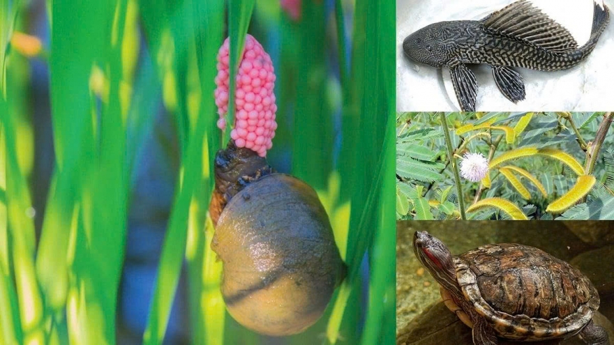 Vietnam ramps up efforts to control invasive alien species, preserve biodiversity